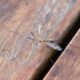 Adieu les Moustiques : Solutions Radicales pour une Chambre Paisible